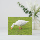 Carte Postale Graissage Emden Goose (Debout devant)