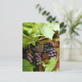 CARTE POSTALE GRAISSES NOIRES (Debout devant)