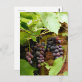 CARTE POSTALE GRAISSES NOIRES (Devant / Derrière)