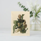 Carte Postale Grakle pourpre (Debout devant)