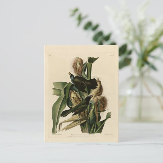 Carte Postale Grakle pourpre (Debout devant)