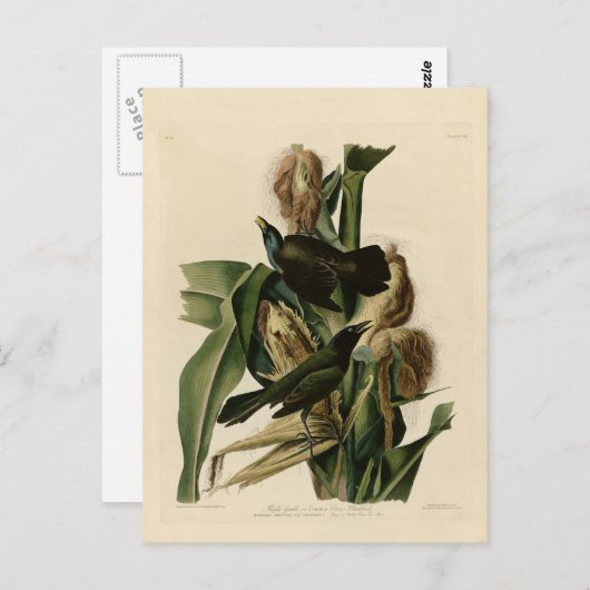 Carte Postale Grakle pourpre (Devant / Derrière)