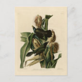 Carte Postale Grakle pourpre (Devant)