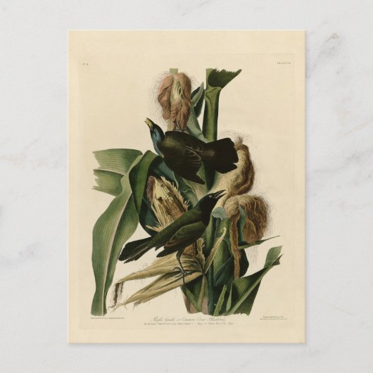 Carte Postale Grakle pourpre (Devant)