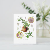 Carte Postale Granatum de Punica (grenade) (Debout devant)
