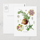 Carte Postale Granatum de Punica (grenade) (Devant / Derrière)