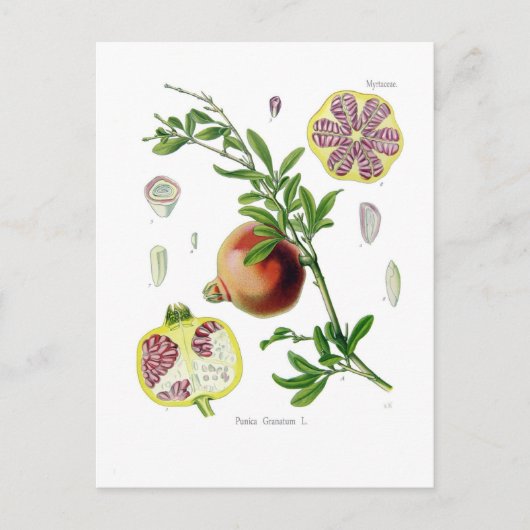 Carte Postale Granatum de Punica (grenade) (Devant)