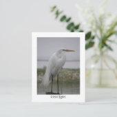 Carte Postale Grand Aiguille (Debout devant)