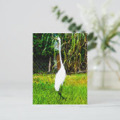 Carte Postale Grand Aiguille blanche (Debout devant)