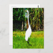 Carte Postale Grand Aiguille blanche (Devant / Derrière)