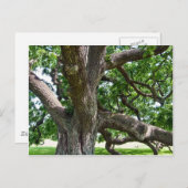 Carte Postale Grand arbre (Devant / Derrière)