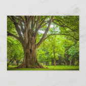 Carte Postale Grand arbre dans le parc (Devant)