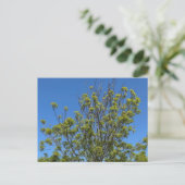 Carte Postale Grand Ash Tree Dans La Belle Photo Ciel Bleu (Debout devant)