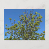 Carte Postale Grand Ash Tree Dans La Belle Photo Ciel Bleu (Devant)