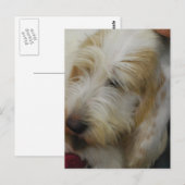 Carte postale Grand Basset Dog (Devant / Derrière)