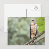 Carte Postale Grand Black Hawk (Devant / Derrière)