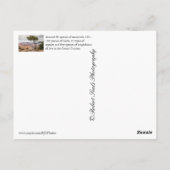 Carte Postale Grand Canyon (Dos)