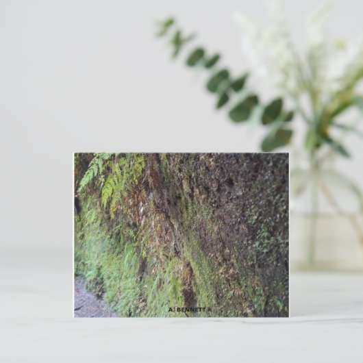 Carte Postale Grand Canyon (Debout devant)