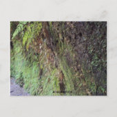 Carte Postale Grand Canyon (Devant)