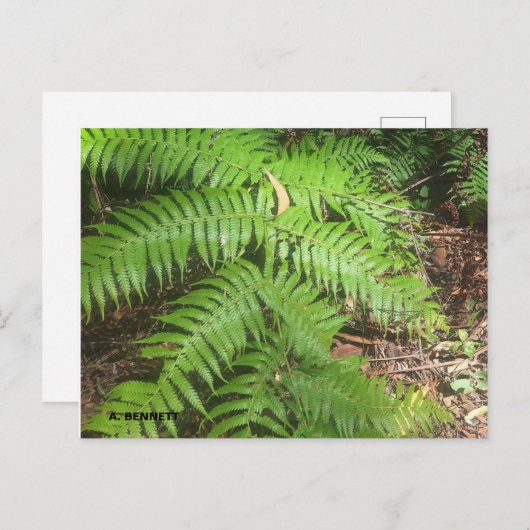 Carte Postale Grand Canyon (Devant / Derrière)