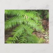 Carte Postale Grand Canyon (Devant)