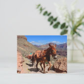 Carte Postale Grand Canyon Pack Mules sur piste (Debout devant)
