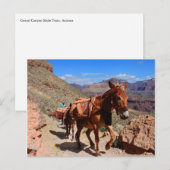Carte Postale Grand Canyon Pack Mules sur piste (Devant / Derrière)
