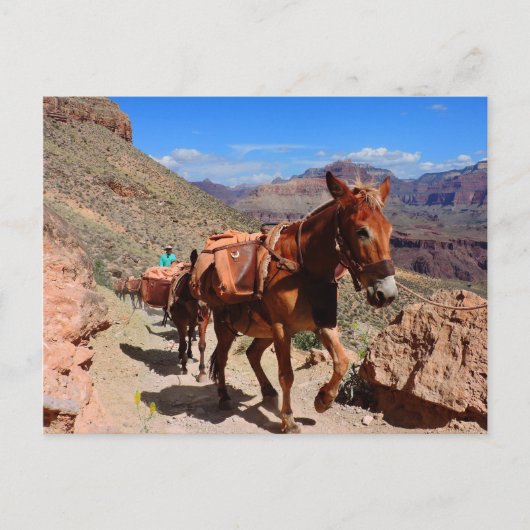 Carte Postale Grand Canyon Pack Mules sur piste (Devant)