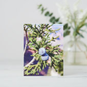 Carte Postale Grand Canyons Junipers Berry Berries (Debout devant)