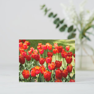 Carte Postale Grand champ de tulipes rouges