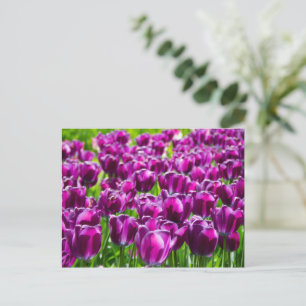 Carte Postale Grand champ de tulipes violettes