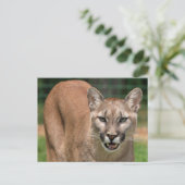 Carte Postale Grand Chat Couguar (Puma Concolor)  (Debout devant)