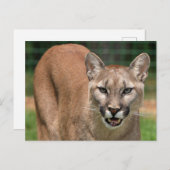 Carte Postale Grand Chat Couguar (Puma Concolor)  (Devant / Derrière)