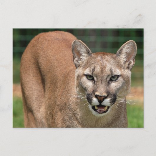 Carte Postale Grand Chat Couguar (Puma Concolor)  (Devant)