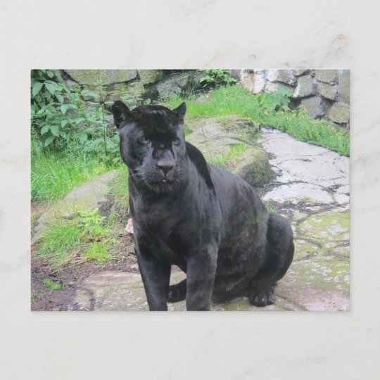 Carte Postale Grand Chat Noir De Jaguar Sur Se Reposer Sur La Zazzle Be