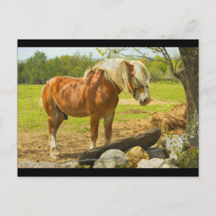 Carte Postale Grand Cheval Près Du Mur De Pierre Dans Le Domaine