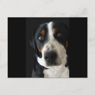 Carte Postale Grand Chien de montagne suisse yeux tristes
