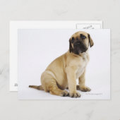 Carte Postale Grand Chiot Dane assis au Studio (Devant / Derrière)