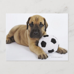 Carte Postale Grand chiot Dane avec jouet balle de football