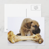 Carte Postale Grand chiot Dane avec os en studio (Devant / Derrière)