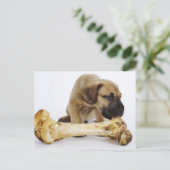 Carte Postale Grand chiot Dane avec os en studio (Debout devant)