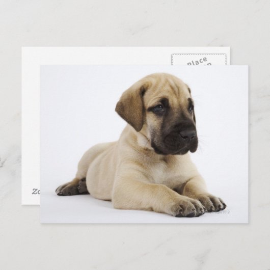Carte Postale Grand chiot Dane Lying in Studio (Devant / Derrière)