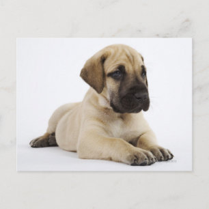 Carte Postale Grand chiot Dane Lying in Studio