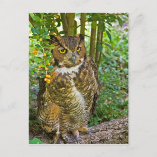 Carte postale Grand Chouette