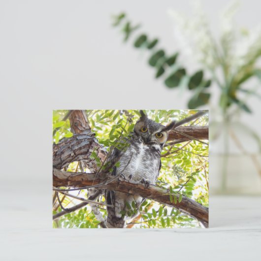 Carte Postale Grand Chouette à cornes en bas (Debout devant)