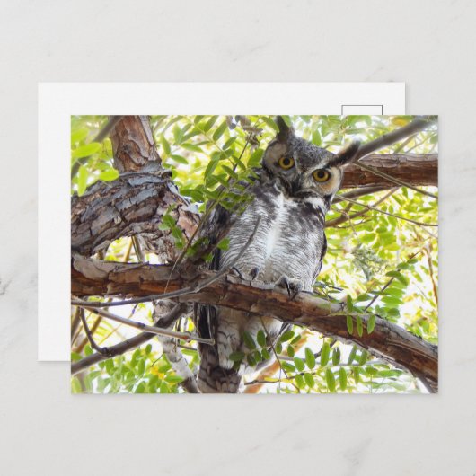 Carte Postale Grand Chouette à cornes en bas (Devant / Derrière)
