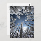 Carte Postale Grand Cypress (Devant / Derrière)