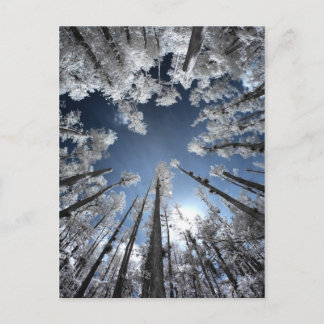 Carte Postale Grand Cypress