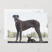 Carte Postale Grand dane et petit chien de race mixte (Devant / Derrière)