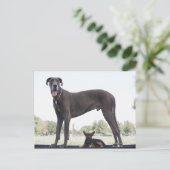 Carte Postale Grand dane et petit chien de race mixte (Debout devant)